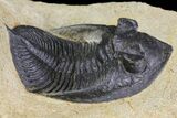 Bargain, Zlichovaspis Trilobite - Atchana, Morocco #138065-1